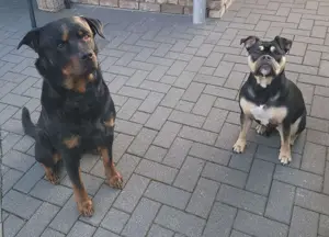 Old English Bulldog X Rottweiler Mix