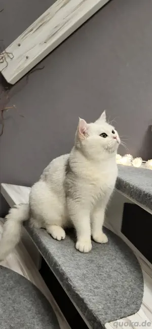 BKH Deckkater Reinrassige mit Stammbaum 