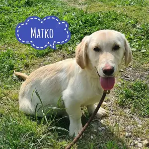 Matko, hinreißend süßer Junghund, Dackel Mix