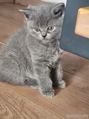 BKH Kitten