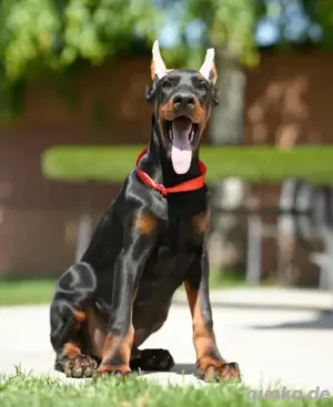 Dobermannwelpen abzugeben