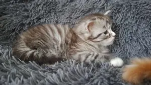 Maine Coon Katzenkinder