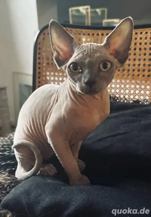 Sphynx Mädchen 