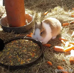 Zwergkaninchen 