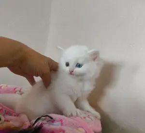 Perser Kitten, Kätzchen, zwei verschiedene Augenfarben, mit Nase