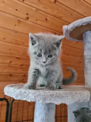 BKH Kitten suchen ein neues Zuhause