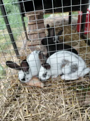 Deutsche Riesen Mix  Babys