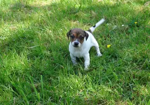 Jack-Russell-Terrier, Welpe, Hündin