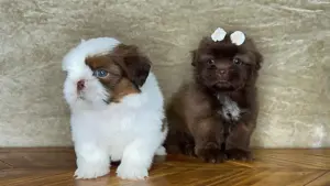 Shih Tzu Welpen zur Vermittlung