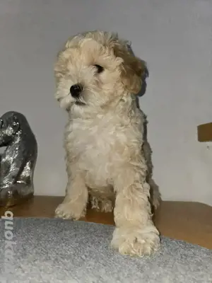 Maltipoo-Welpen sucht neue Familie 
