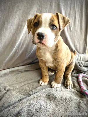 American Bully welpen oeb bulldogge 