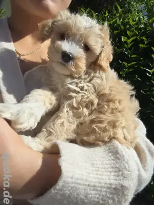 Maltipoo-Welpen sucht neue Familie 