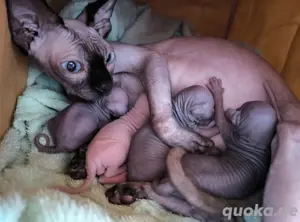 kanadische Sphynx Kitten