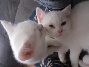 Süsse BKH-Kitten