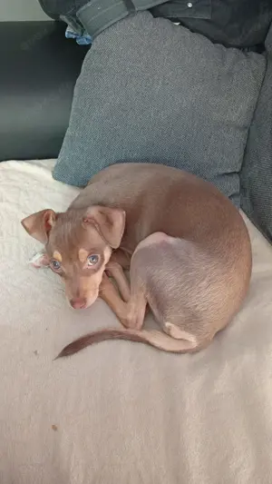 Welpe Jeck Russel Chihuahua Mix 