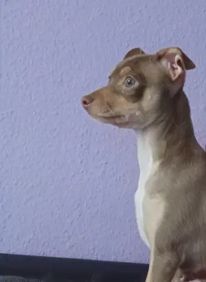 Chihuahua Mix Welpe