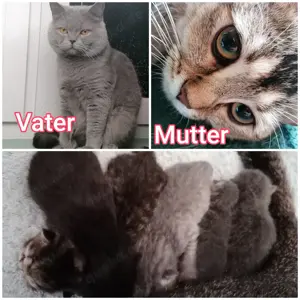 Bkh-mix kitten geb.  