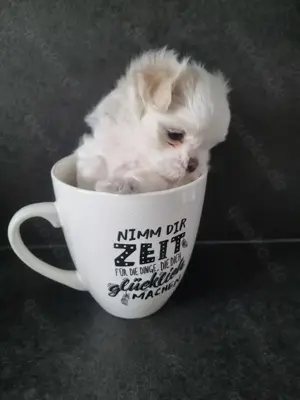 Minimalteser Malteser sehr klein Welpe Rüde koreanischer Abstammung Hund