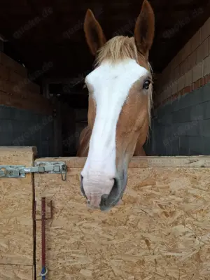 Pflegebeteiligung Reitbeteiligung  Bild 3