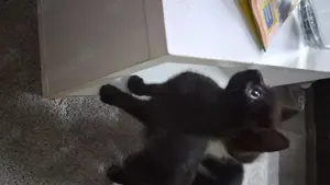 Lieber Kater sucht neuen liebevollen Dosenöffner