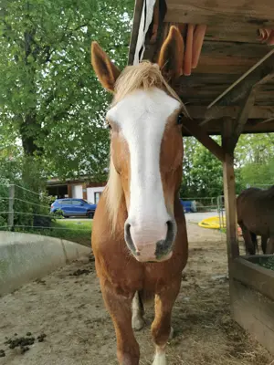 Pflegebeteiligung Reitbeteiligung  Bild 4