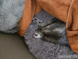 Husky welpen 