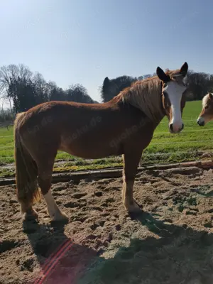 Pflegebeteiligung Reitbeteiligung  Bild 6