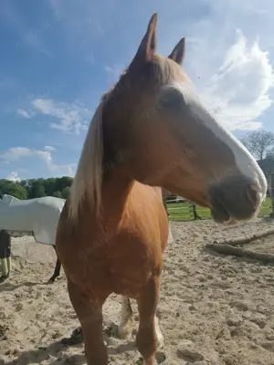 Pflegebeteiligung Reitbeteiligung  Bild 5