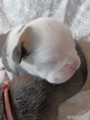 Englisch Bulldoggen Welpen 