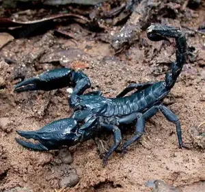 5 Stück Heterometrus spinifer und 4 Archispirostreptus gigas 1.3