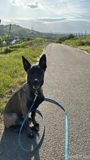 Belgischer Schäferhund  Malinois Bild 2