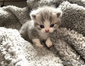 BKH Kitten silver tabby und shaded