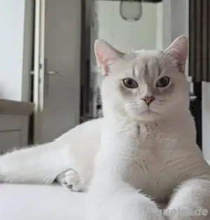 zu verkaufen Britsch kurzhaae kater 