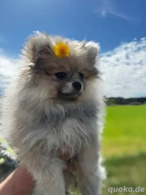 Pomeranian zwergspitz Welpen zu verkaufen   bereit für ihr neues Zuhause