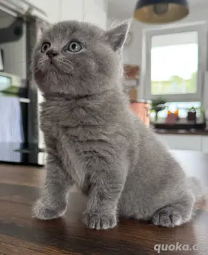 BKH reinrassiges Katerchen