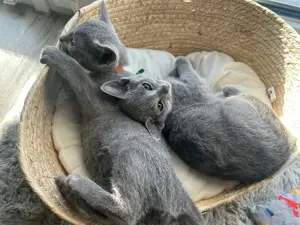 Zwei Russisch Blau Katerchen   Rassekatzen mit Stammbaumcharme