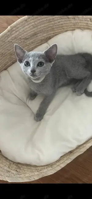Zwei Russisch Blau Katerchen   Rassekatzen mit Stammbaumcharme Bild 3