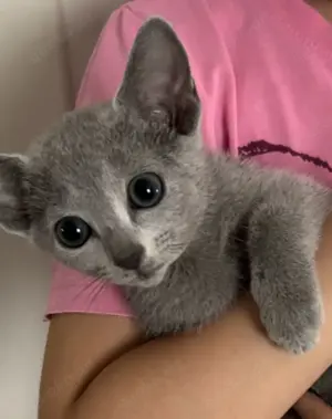 Zwei Russisch Blau Katerchen   Rassekatzen mit Stammbaumcharme Bild 2
