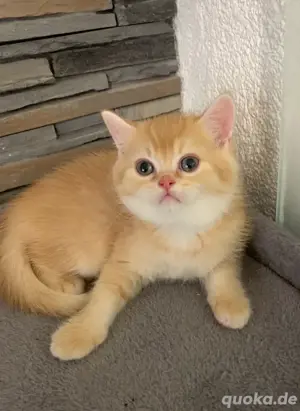 BKH Kitten