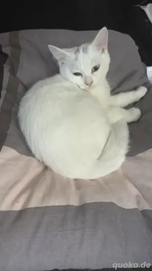 BKH Kater 