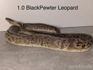 1.0 BlackPewter Leopard