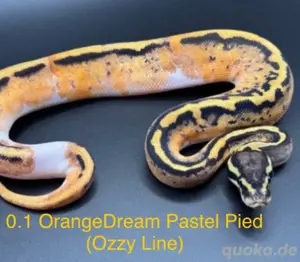 0.1 OrangeDream Pastel Pied