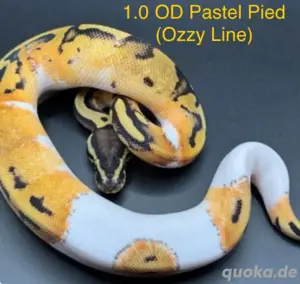 1.0 OrangeDream Pastel Pied