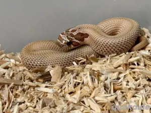 Heterodon Nasicus,Hakennasennatter