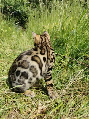 Lady Luna (3Mon.alt) - exklusive reinrassige Bengalkatze!