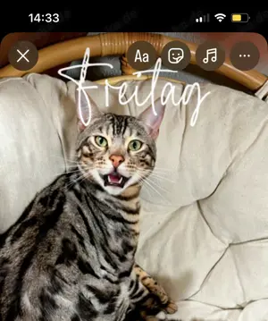 Silver Bengalkater