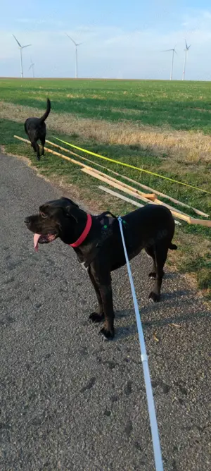 Cane corso Hündin 