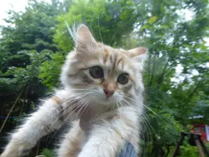 Sibirisches Katerbaby mit Stammbaum