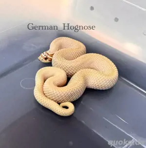 Heterodon Nasicus, Hakennasennatter