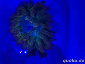 Anemone, Kuperanemone, Meerwasser, Koralle